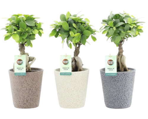 Citronfikus FLORASELF Ficus microcarpa Ginseng inkl. keramikkruka Nature Stone Ø13cm blandade sorter