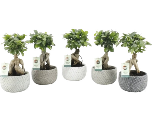 Citronfikus FLORASELF Ficus microcarpa Ginseng inkl. keramikkruka Classic Stone Ø16cm blandade sorter