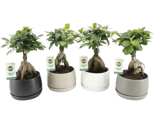 Citronfikus FLORASELF Ficus microcarpa Ginseng inkl. keramikkruka Shengzi Ø16cm blandade sorter