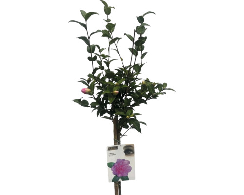 Kamelia som stam med knoppar och etikett