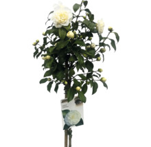 Kamelia med vita blommor och gröna blad