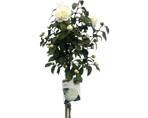 Kamelia med vita blommor och gröna blad