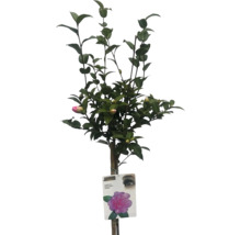 Camelia ''Debbie'' i kruka med växteetikett