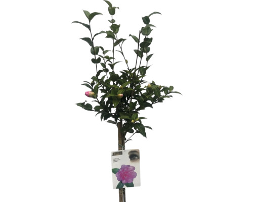 Camelia ''Debbie'' i kruka med växteetikett