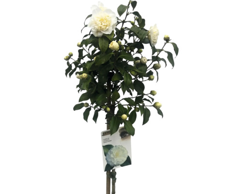 Kamelia med vita blommor och gröna blad