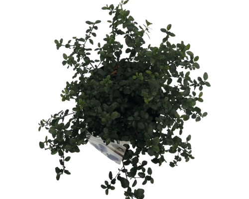 Ovanifrånvy av en krukväxt med gröna blad