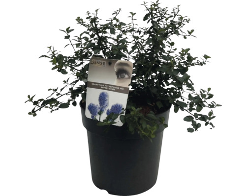 Blåtry krypande i kruka