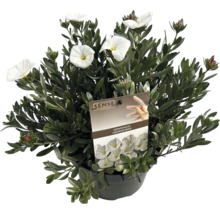 Silvervinda i kruka med vita blommor.