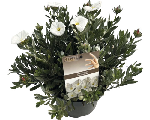 Silvervinda i kruka med vita blommor.