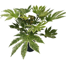 Aralia FLORASELF Fatsia japonica 'Spiderweb' 40-50cm Co L