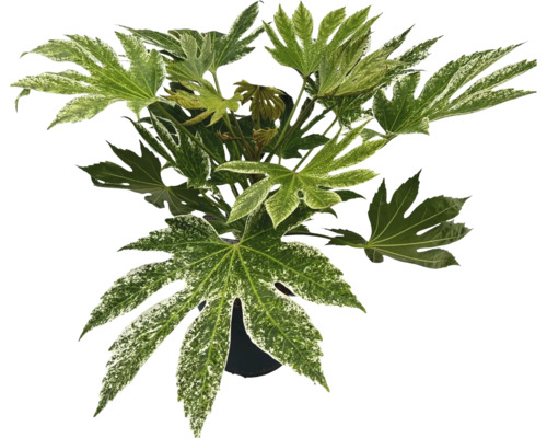 Aralia FLORASELF Fatsia japonica 'Spiderweb' 40-50cm Co L