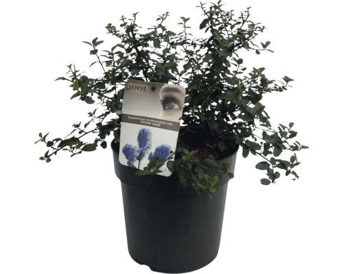 Blåhäll-Ceanothus i kruka