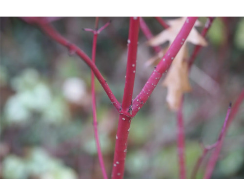 Närbild av röda kornellgrenar i trädgården