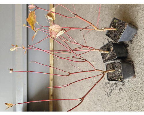 Tre kornellbuskar i kruka