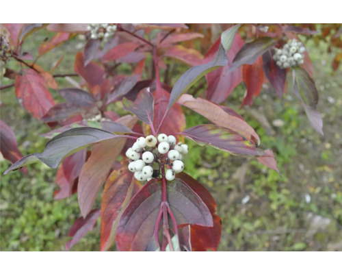 Kornell med vita bär och rödaktiga blad.