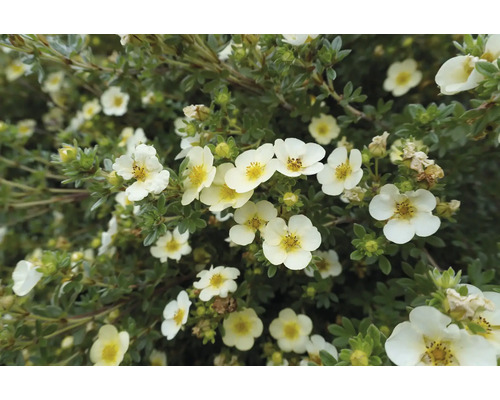 Blommande buske med små, vita blommor