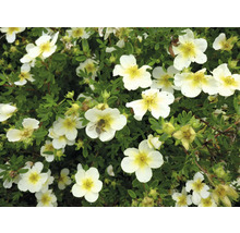 Blommande buske fingerört med vita blommor
