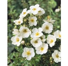 Blomställning av buskfingerörtväxt med vita blommor och gula ståndare