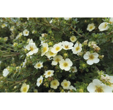 Blommande buske med vita blommor