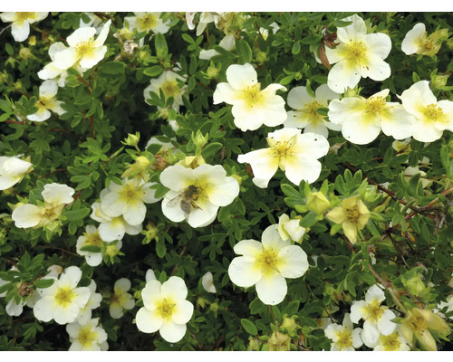 Blommande buske fingerört med vita blommor