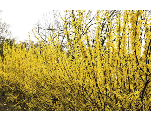 Forsythia häck med gula blommor i trädgården