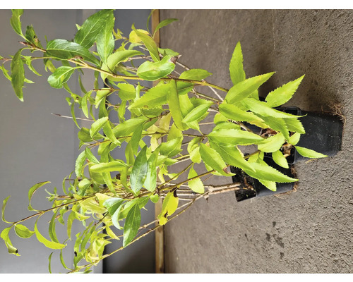 Ung planta med gröna blad i kruka.