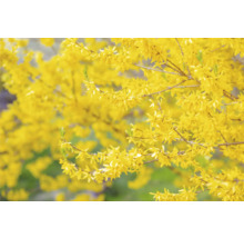 Hybridforsythia OMNIA GARDEN Forsythia × intermedia 'Freja' E Co 20-pack