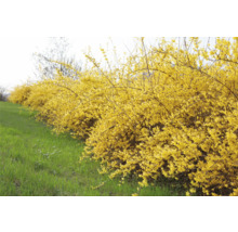 Hybridforsythia OMNIA GARDEN Forsythia × intermedia 'Freja' E Co 20-pack