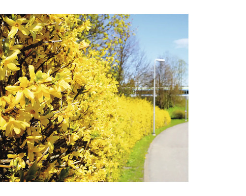 Gult blommande forsythiahäck längs en stig
