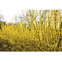 Blommande forsythia häck i trädgården
