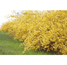 Blommande forsythia häck i trädgården