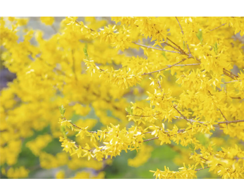 Närbild av en forsythiabuske med gula blommor