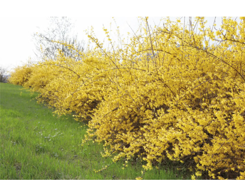Rad av blommande forsythiabuskar i trädgården