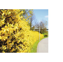 Blommande forsythiahäck längs en stig