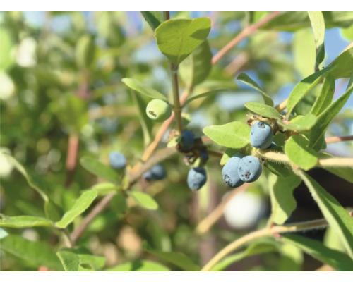 Närbild av blå honungsbär på en buske med gröna blad