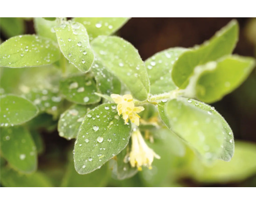 Närbild av en kaprifolkvist med blad och blommor