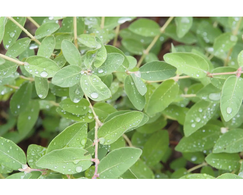 Blåbärstry OMNIA GARDEN Lonicera caerulea var. kamtschatica ANJA® E Co 20-pack Blåbärstry OMNIA GARDEN Lonicera caerulea var. kamtschatica ANJA® E Co 20-pack