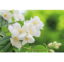 Närbild av blommande jasmin med blad