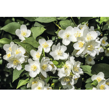 Närbild av blommande, vit doftschersmin