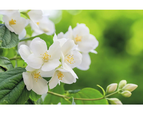 Närbild av blommande jasmin med blommor och knoppar