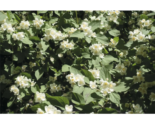 Närbild av en jasminbuske med vita blommor och gröna blad.