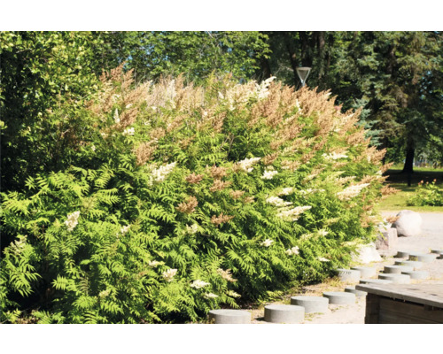 Plant häck med gröna blad och vita blomvippor som trädgårdsdesign
