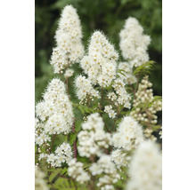 Blomställningar av spirea växten i detalj.