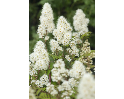 Blomställningar av spirea växten i detalj.