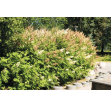 Blommande spirea i trädgården.