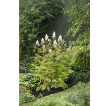 Liten rönnspirea OMNIA GARDEN Sorbaria grandiflora 'Maia' E Co 100-pack