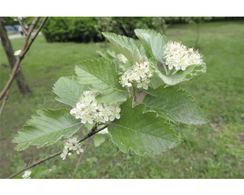Gren med löv och vita blommor