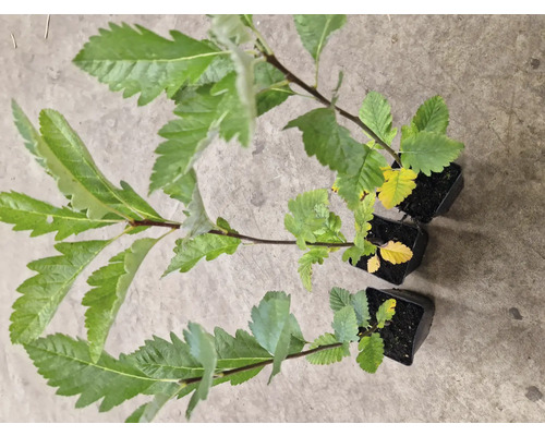 Tre rönnplantor i krukor med gröna blad.