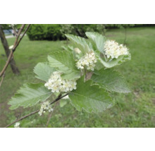 Gren med blad och vita blommor