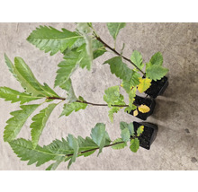 Tre rönnplantor i krukor